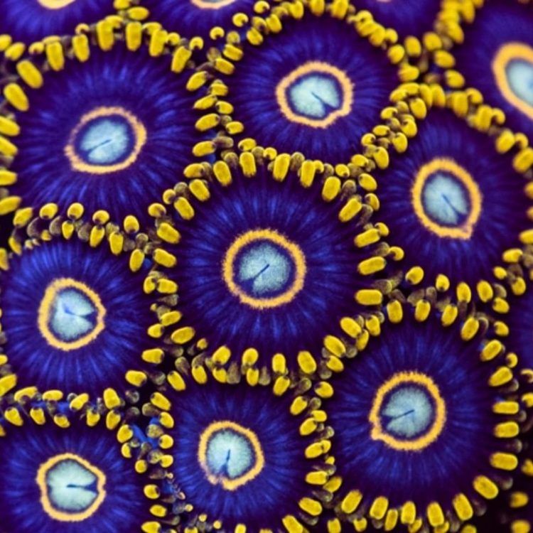 Foto by : Christian Schreib - www.instagram.com/nextlevelreefpics/