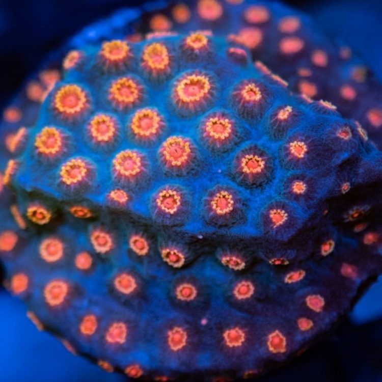 Foto by : Christian Schreib - www.instagram.com/nextlevelreefpics/