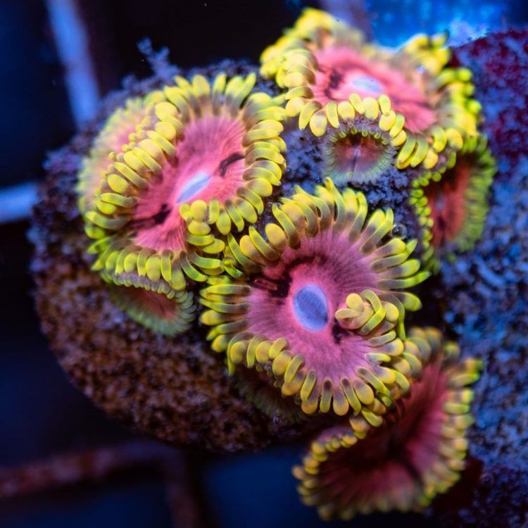 Pink Diamond Zoa