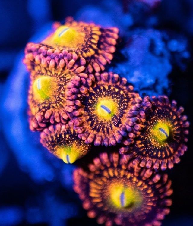 Foto by : Christian Schreib - www.instagram.com/nextlevelreefpics/