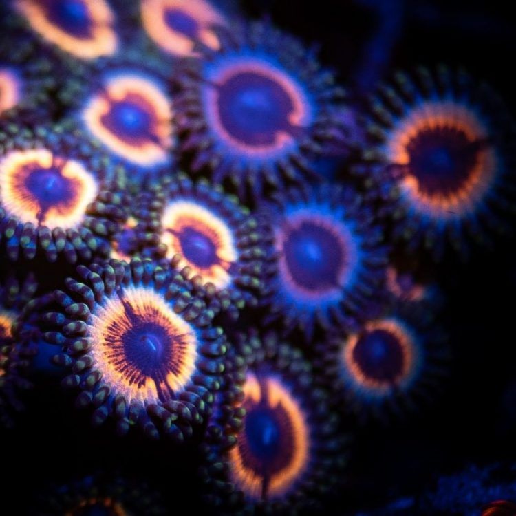 Sonic Flare Zoa
