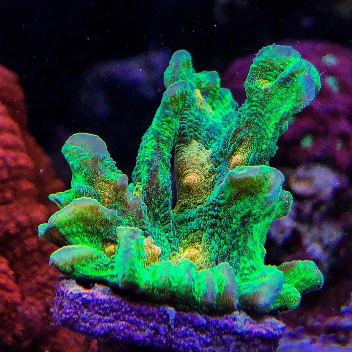 JF Space Invader Pectinia