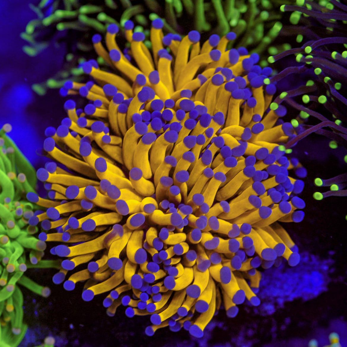 Foto by : Type in credit - Type in URL