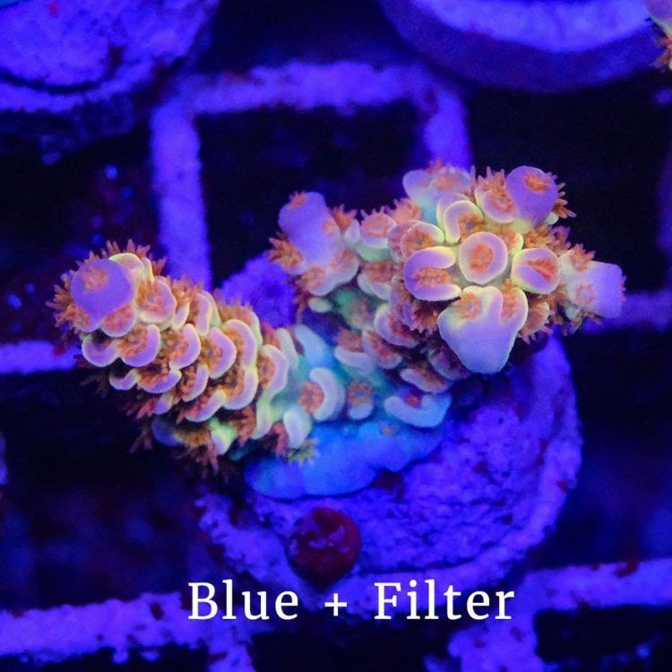 Foto by : Toms Korallen - www.toms-korallen.de