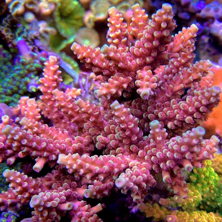 Foto by : Parksteiner Riff - https://www.instagram.com/parksteiner_riff/