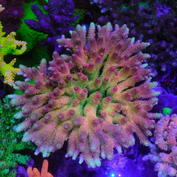 FMC Heavens Gate Millepora