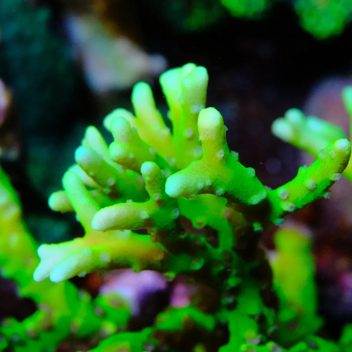 BR Green Goblin Anacropora