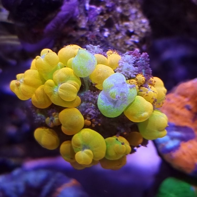 Foto by : Foto by : candyland_reefer - https://www.instagram.com/candyland_reefer/