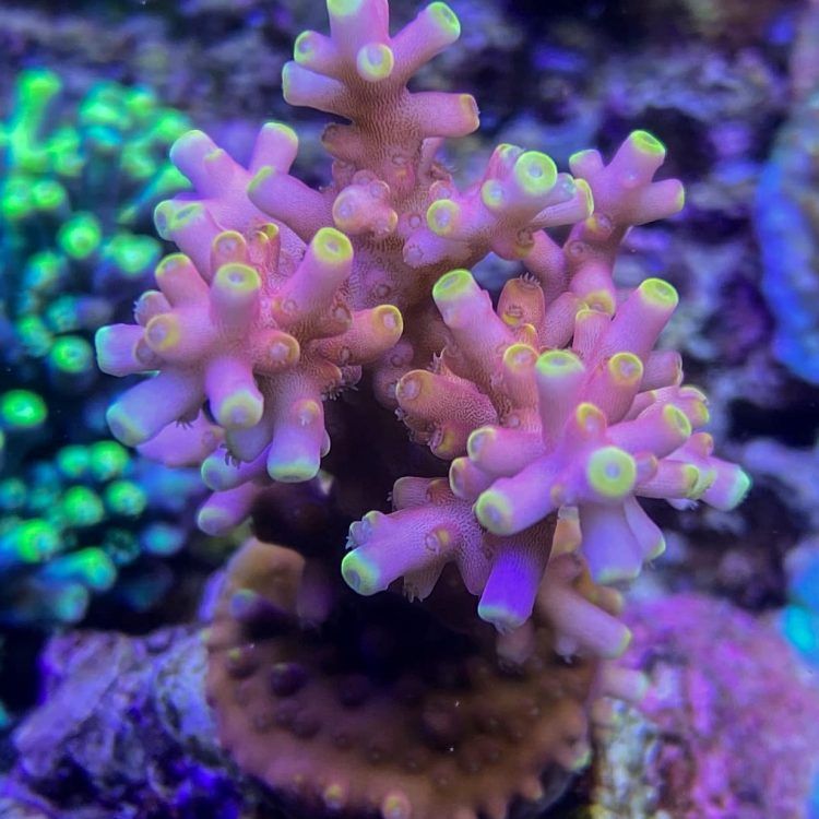 Foto by : Parksteiner Riff - https://www.instagram.com/parksteiner_riff/