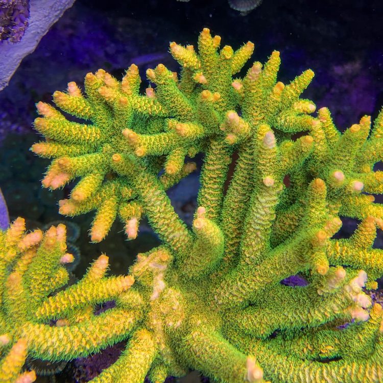 Foto by : Parksteiner Riff - https://www.instagram.com/parksteiner_riff/