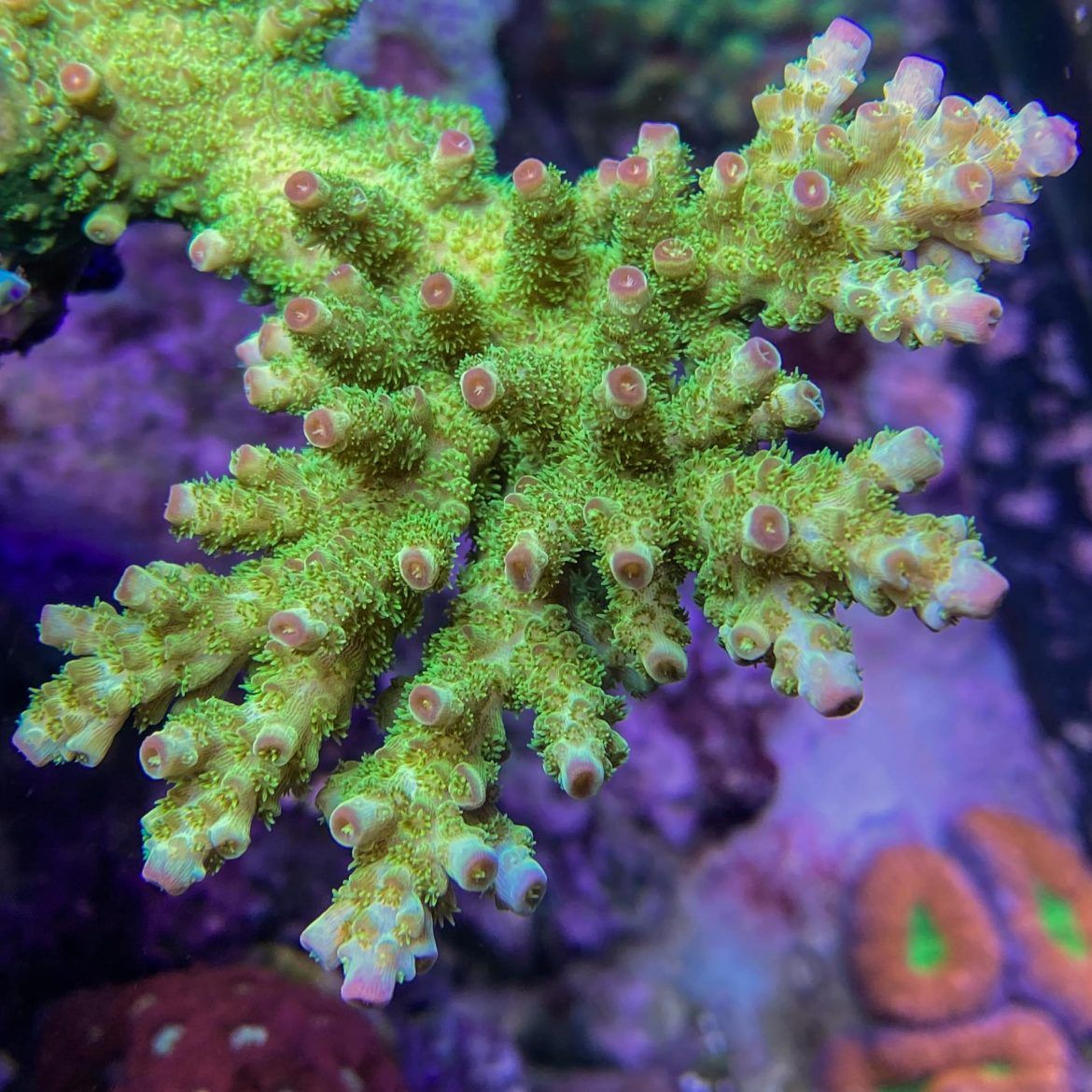 Acropora Florida