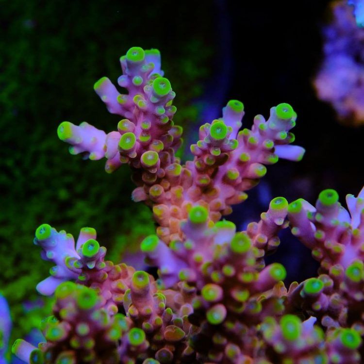 Foto by : Toms Korallen - www.toms-korallen.de