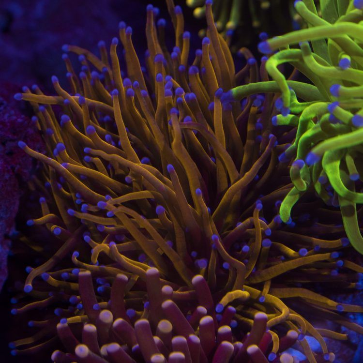 Foto by : Photo by Fauna Marin (Corey) - www.faunamarin.de