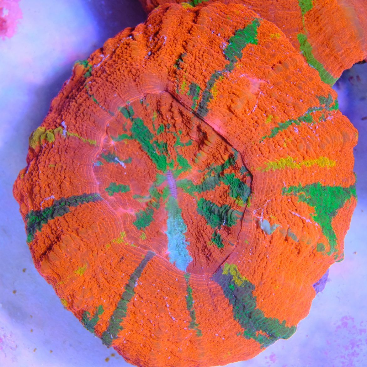 Foto by : Toms Korallen - www.toms-korallen.de