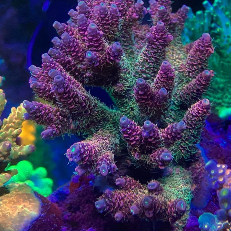 FMC Heavens Gate Millepora