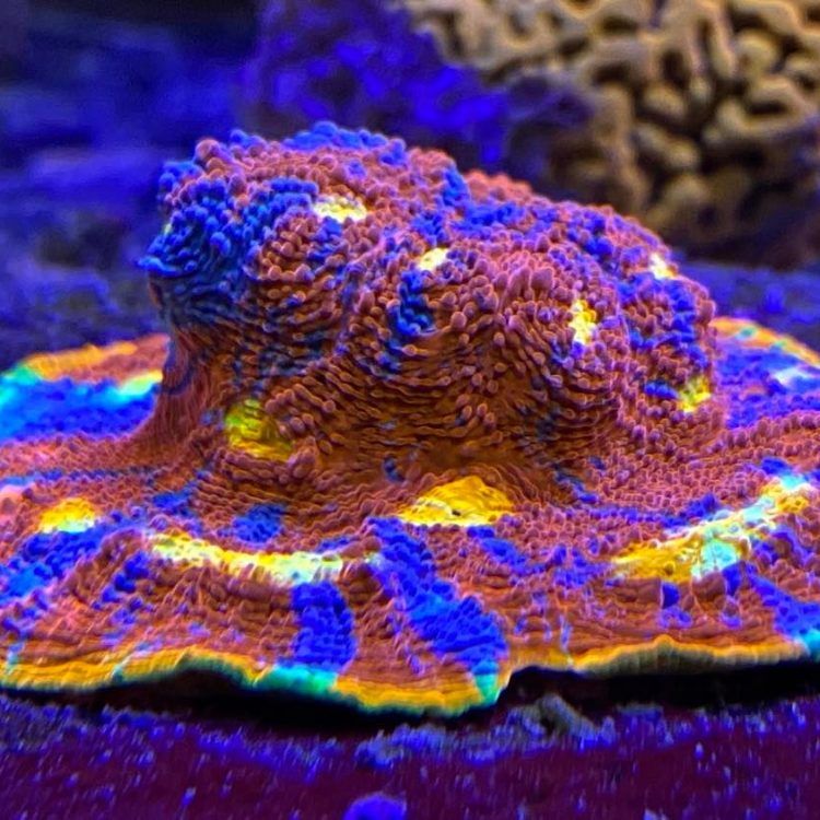 Flaming Bugatti Chalice