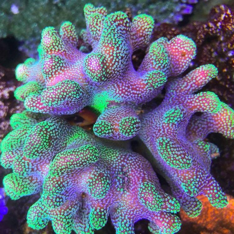 Foto by : Parksteiner Riff - https://www.instagram.com/parksteiner_riff/