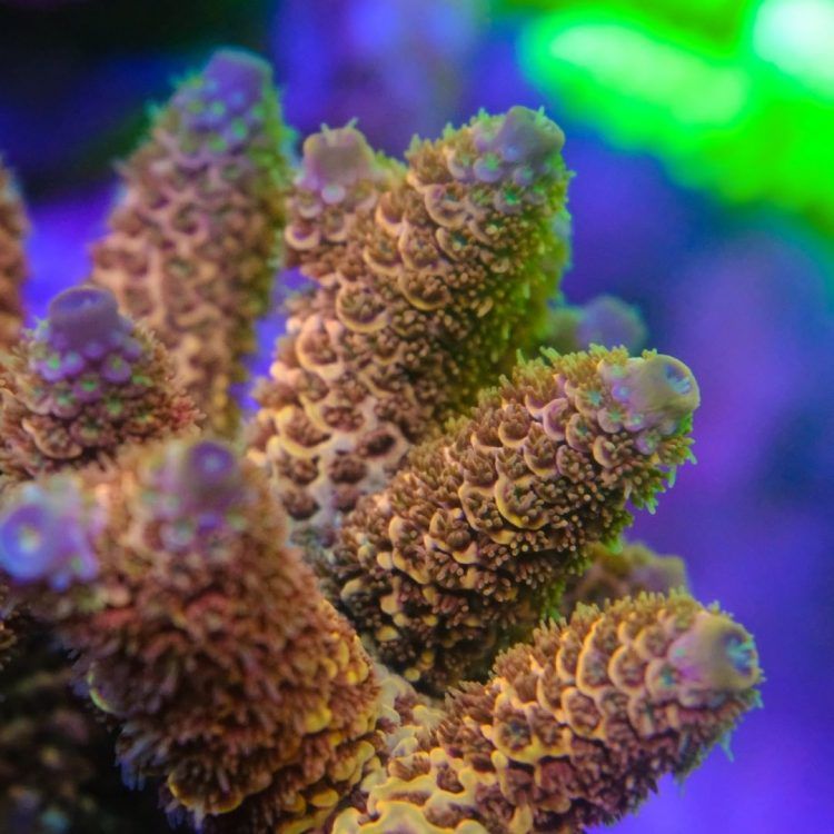 TK Prostrata Orange Glow