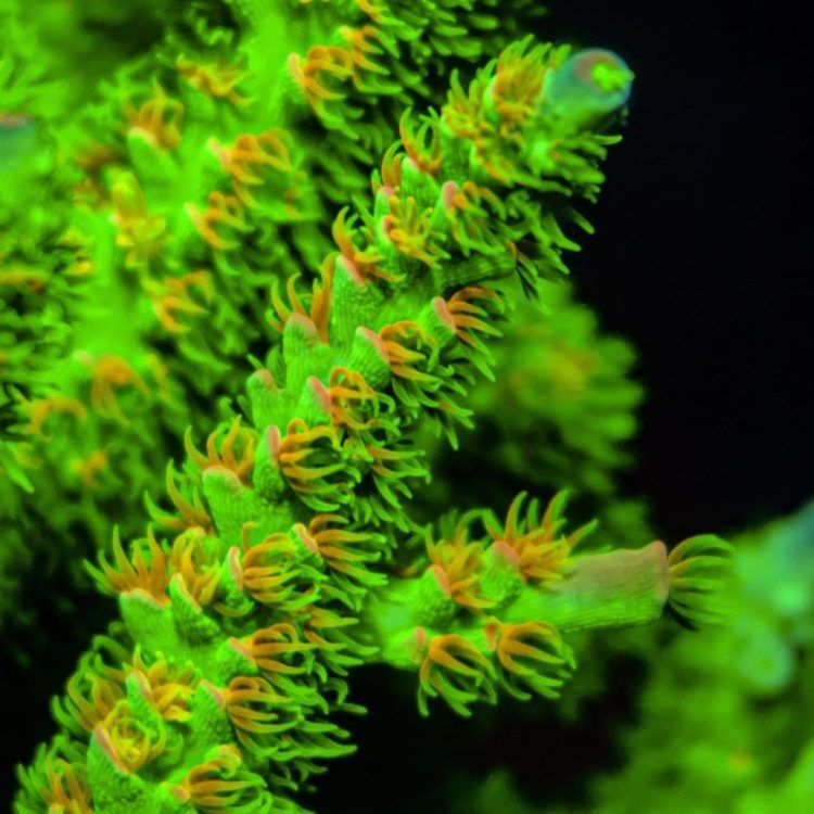 Foto by : Toms Korallen - www.toms-korallen.de