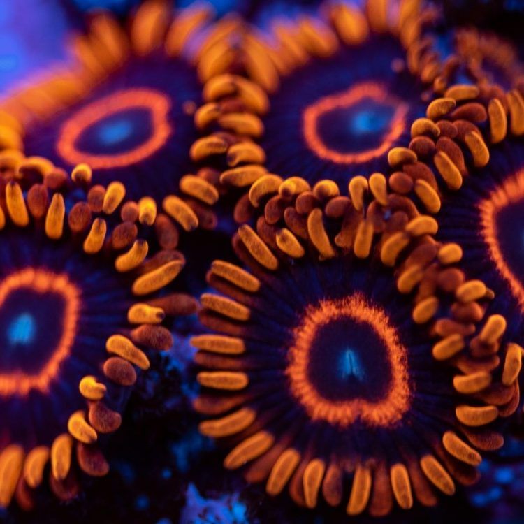 Red Hornet Zoa