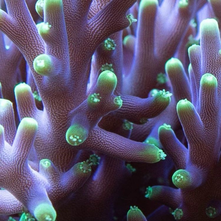 Foto by : Christian Schreib - www.instagram.com/nextlevelreefpics/