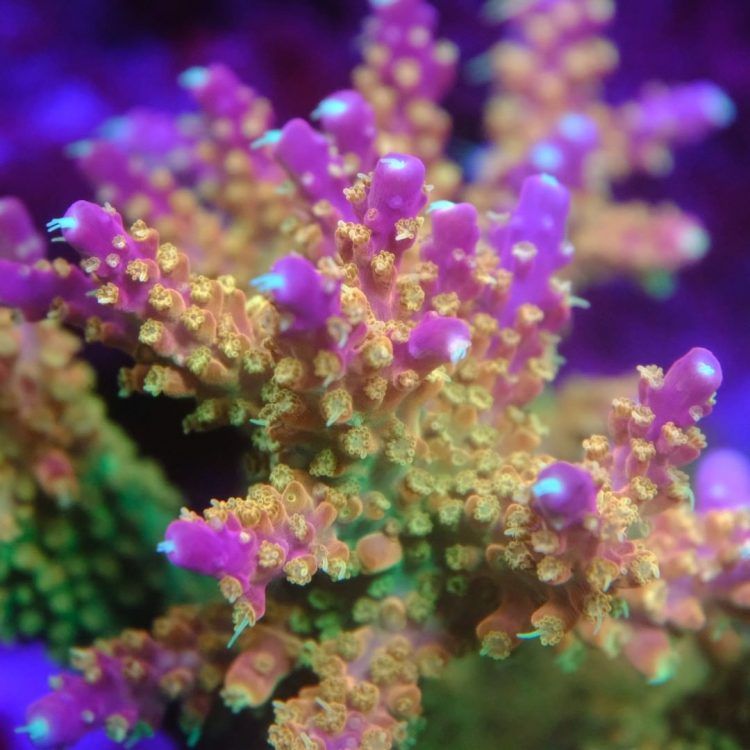 Foto by : Toms Korallen - www.toms-korallen.de