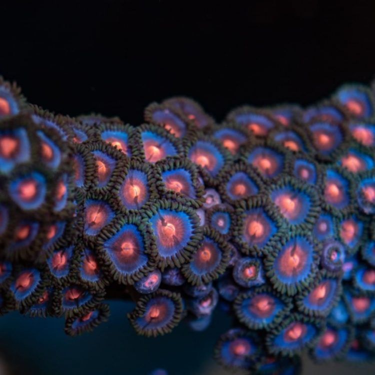 Miami Vice Zoa