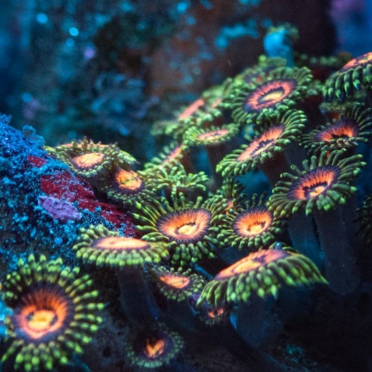 Foto by : Christian Schreib - www.instagram.com/nextlevelreefpics/