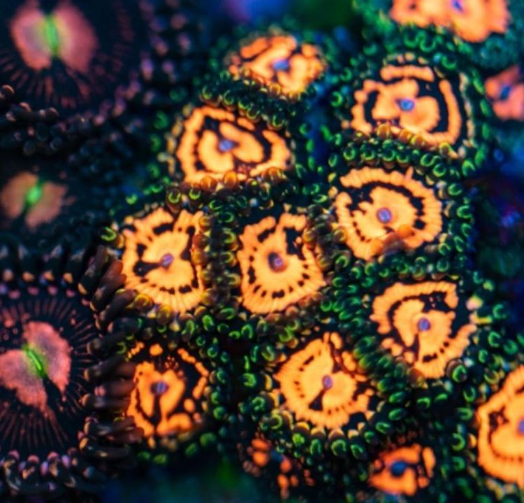 Foto by : Christian Schreib - www.instagram.com/nextlevelreefpics/