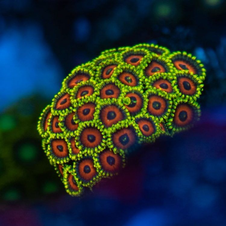 Water Melon Zoas