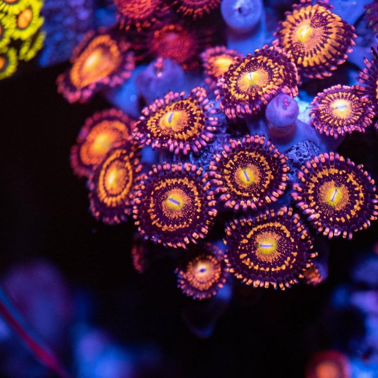 Foto by : Christian Schreib - www.instagram.com/nextlevelreefpics/