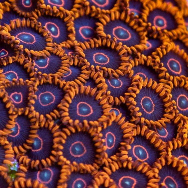 Red Hornet Zoa