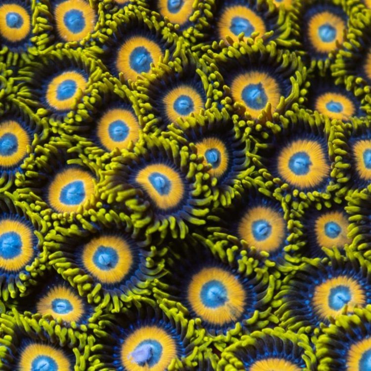 Scrambled Egg Zoas