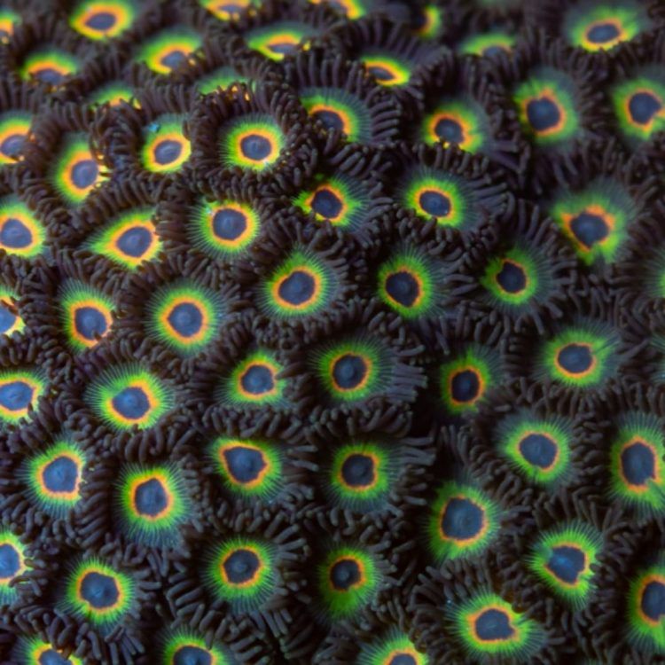 Rastas Cousins Zoas