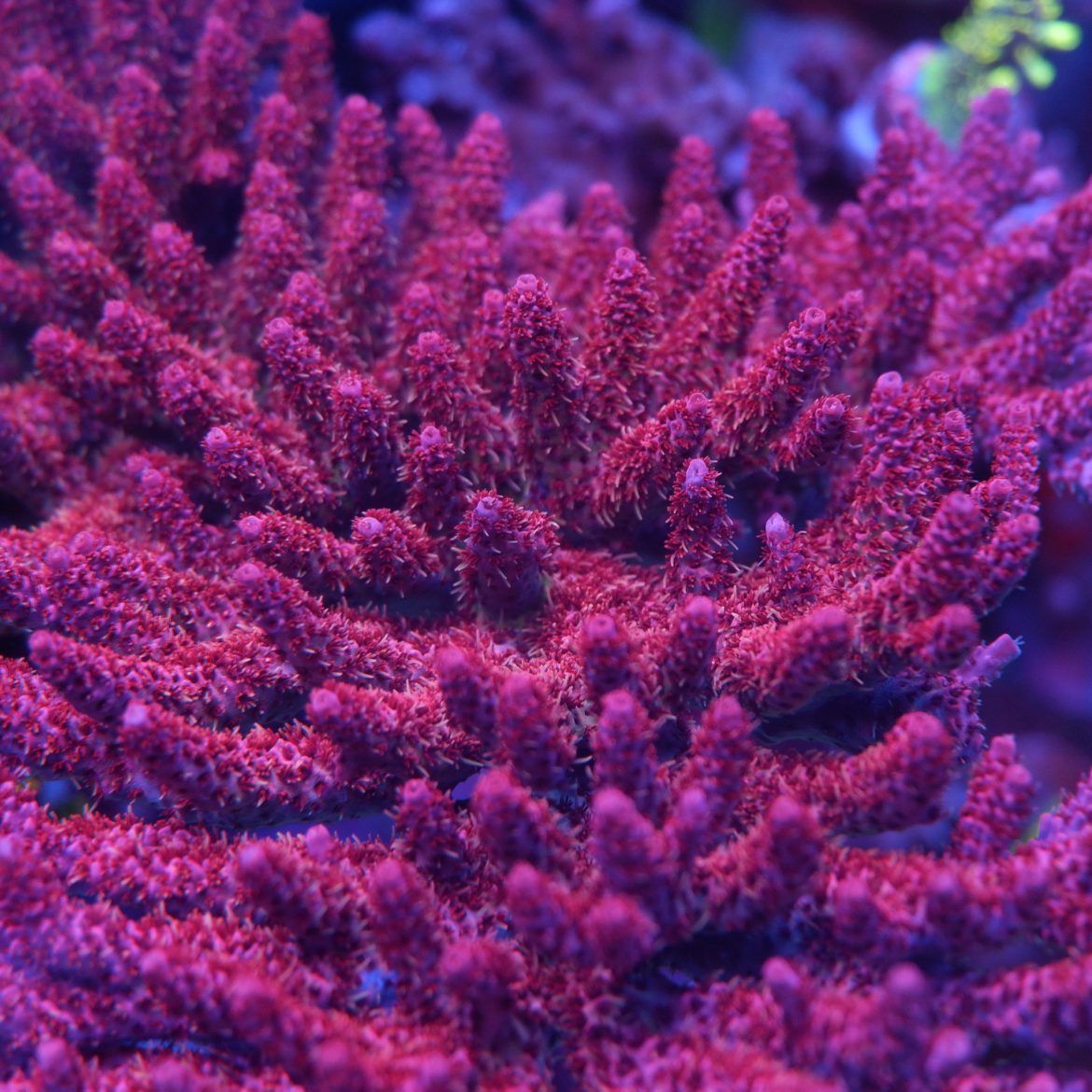 Acropora Hyacinthus