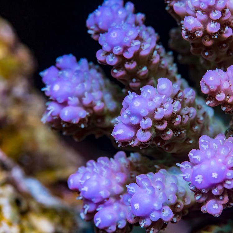 Tropical Acropora