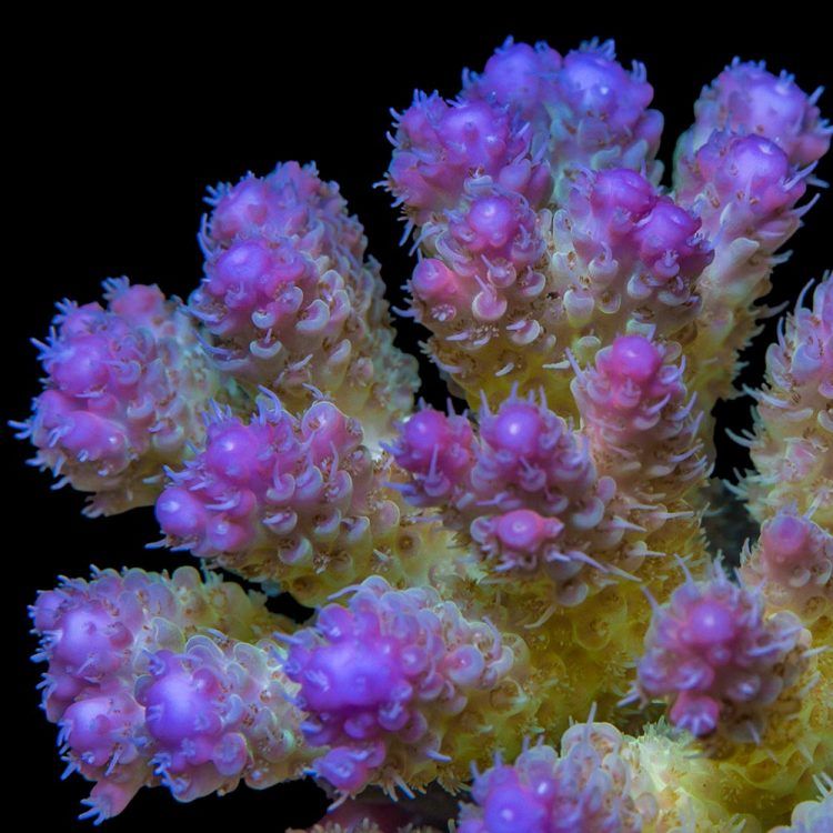 Tropical Acropora
