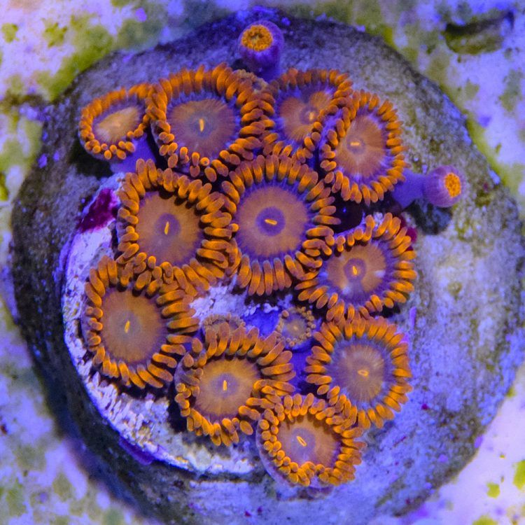 Bam Bam Orange Zoa