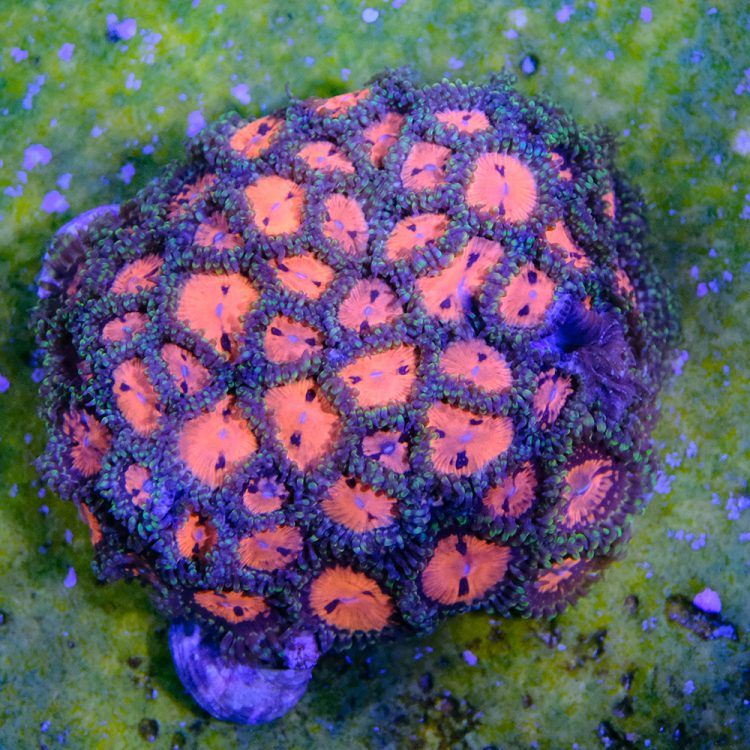 Bloodsucker Zoa