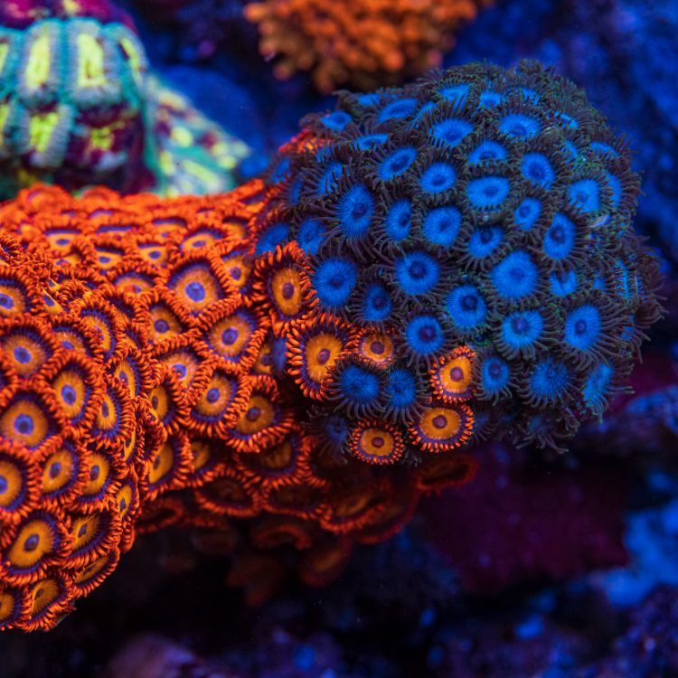 WWC Blue Tubbs Zoas