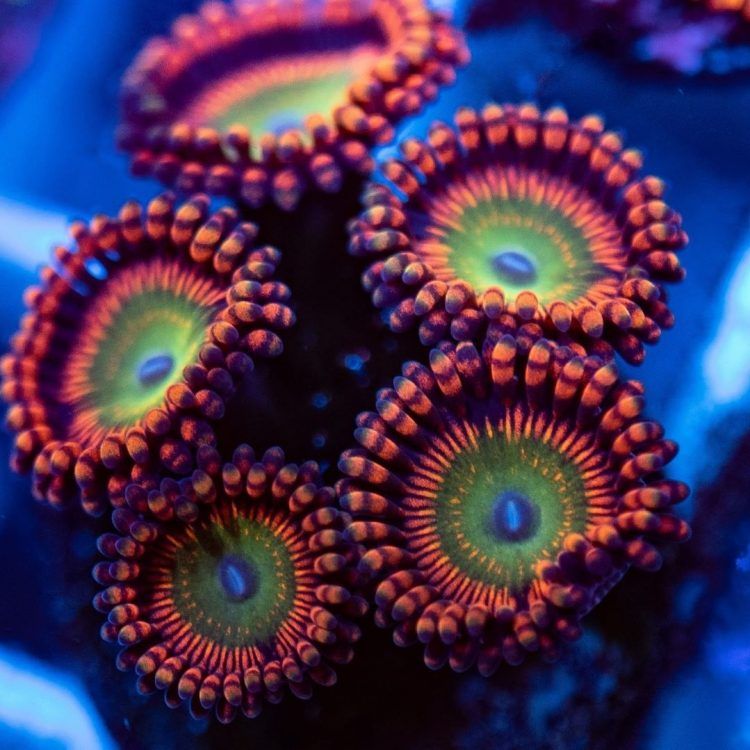 Foto by : Christian Schreib - www.instagram.com/nextlevelreefpics/