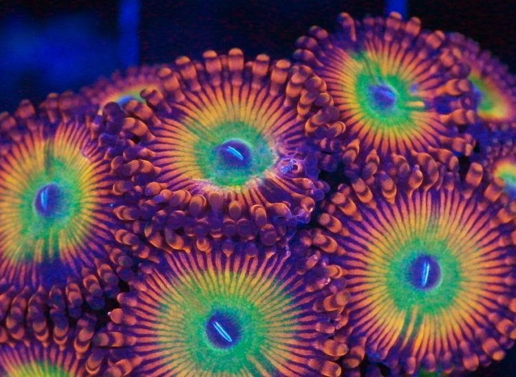 Foto by : Korallen Schätze - https://www.korallen-schaetze.de/