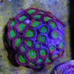 Candy Apple Red Zoa