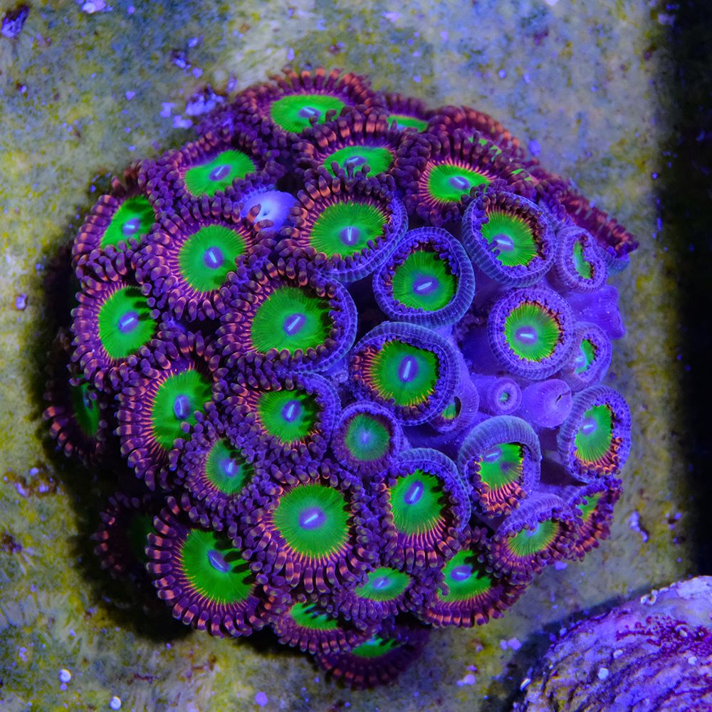 Candy Apple Red Zoa