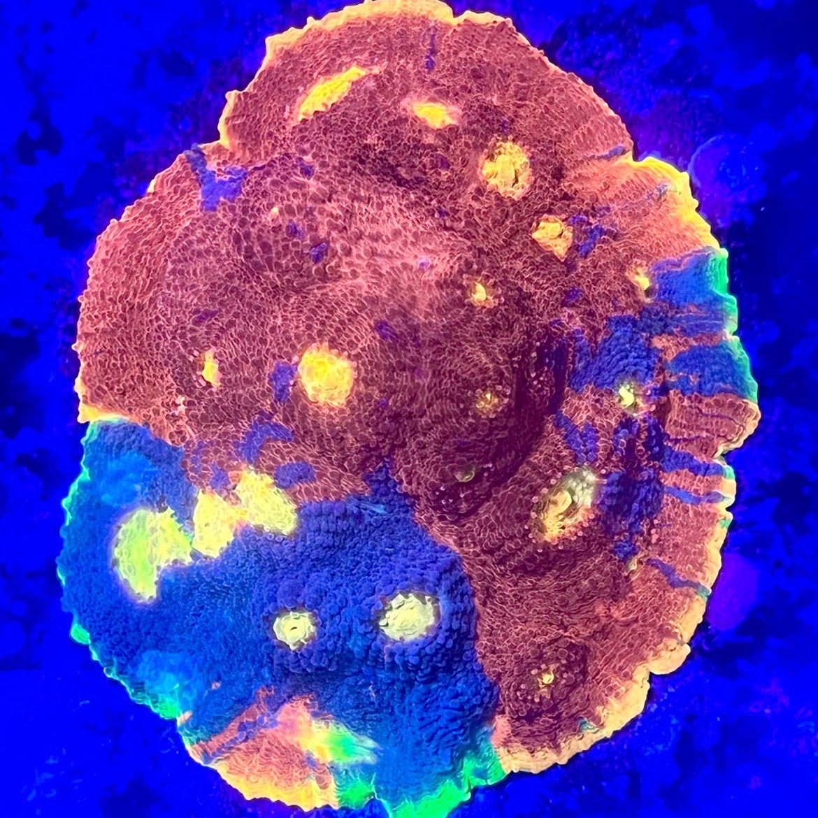 Flaming Bugatti Chalice