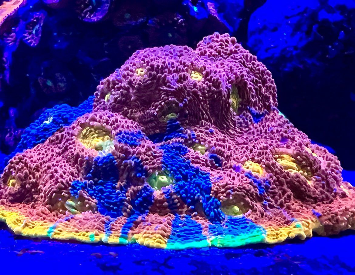 Flaming Bugatti Chalice