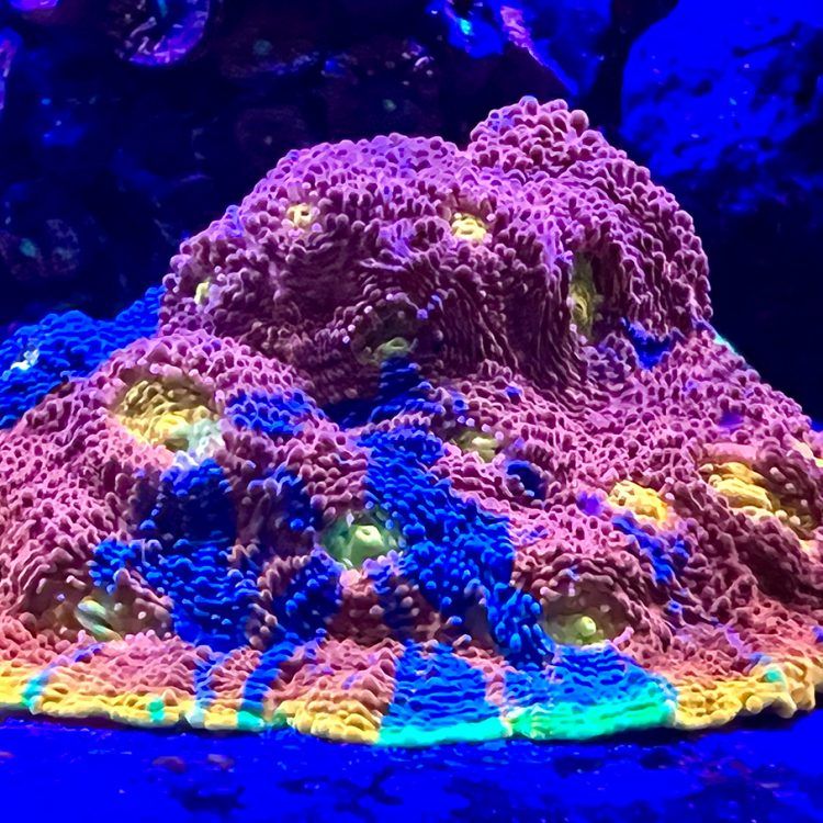 Flaming Bugatti Chalice