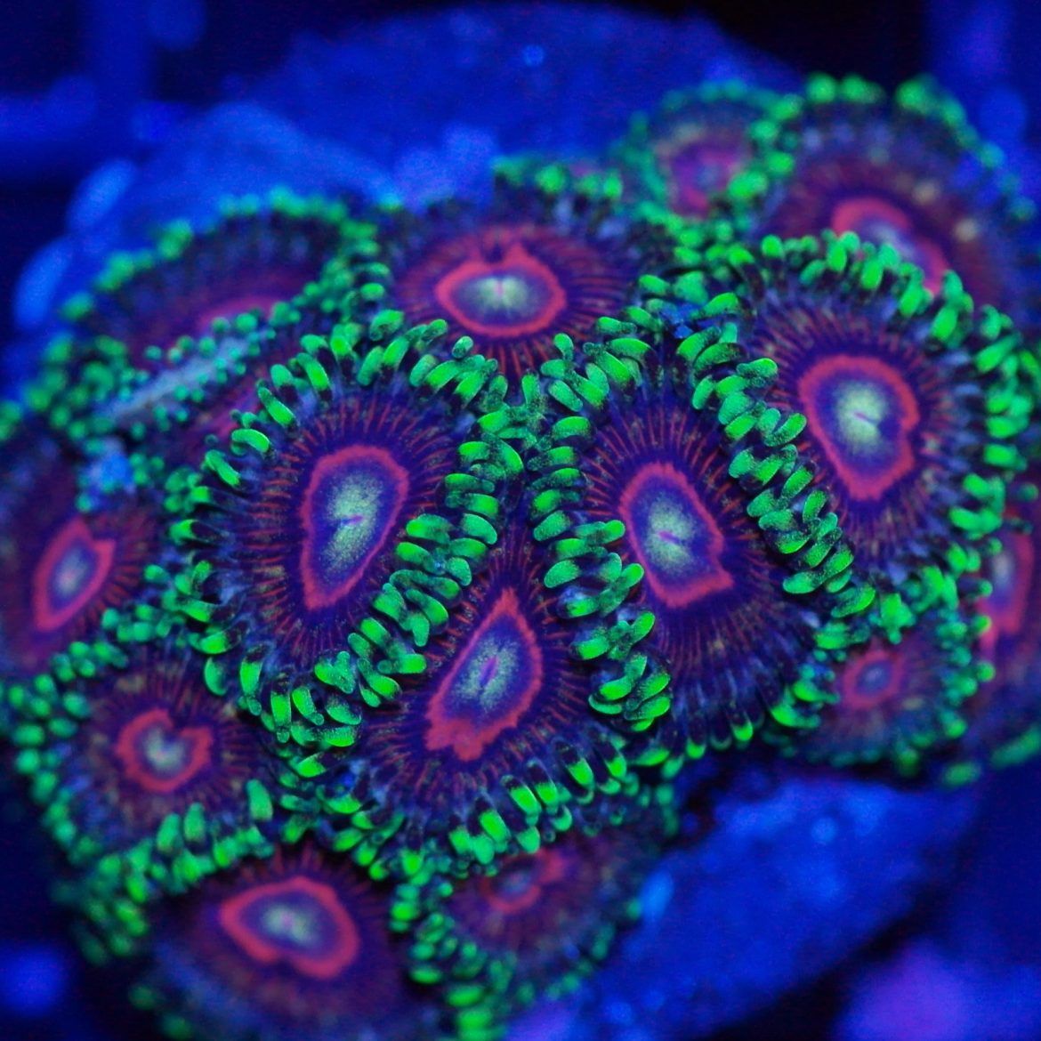 Foto by : Korallen Schätze - https://www.korallen-schaetze.de/