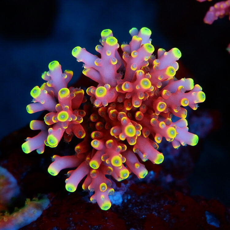 Foto by RainbowCoralReef - www.instagram.com/rainbowcoralreef