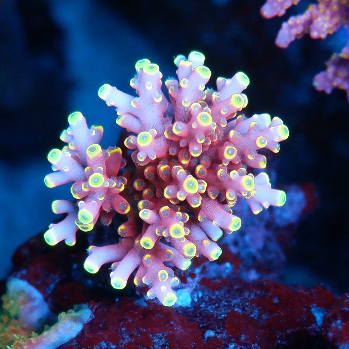 Foto by RainbowCoralReef - www.instagram.com/rainbowcoralreef